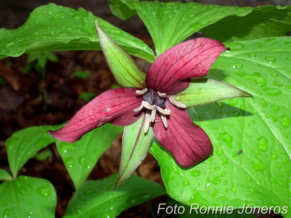 Trillium erectum